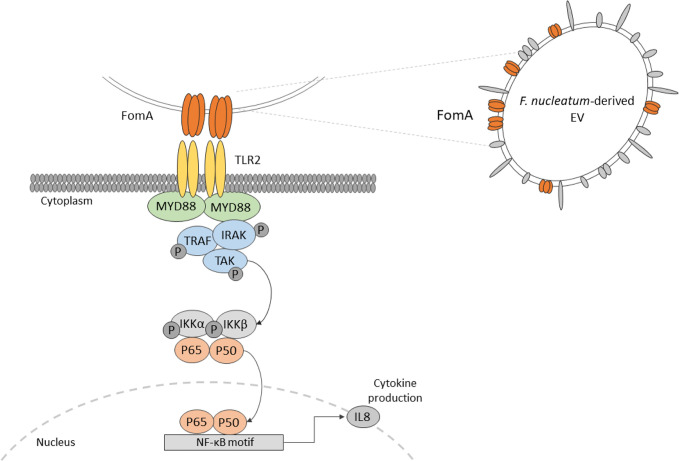 Graphical Abstract