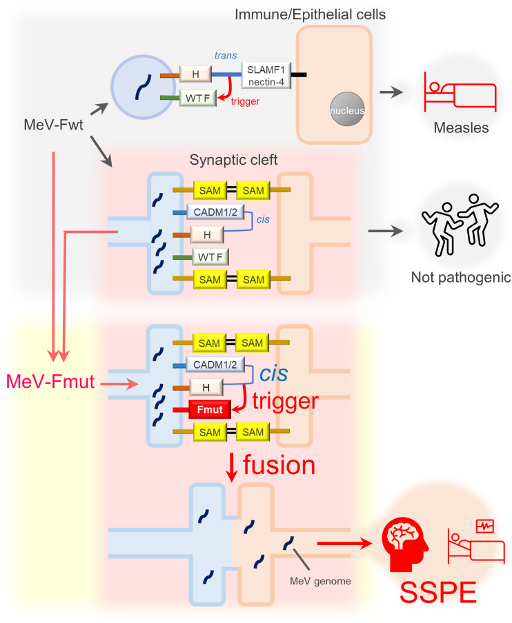 FIG 7