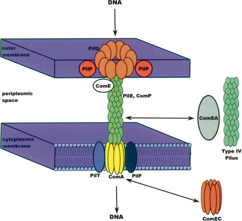 Figure 5.