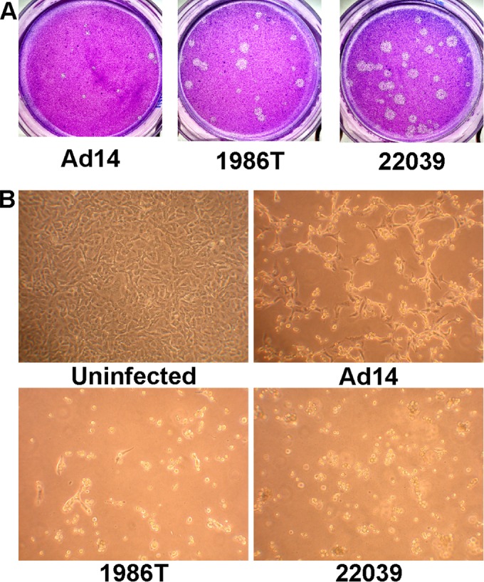 FIG 1