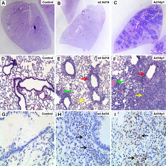 FIG 6