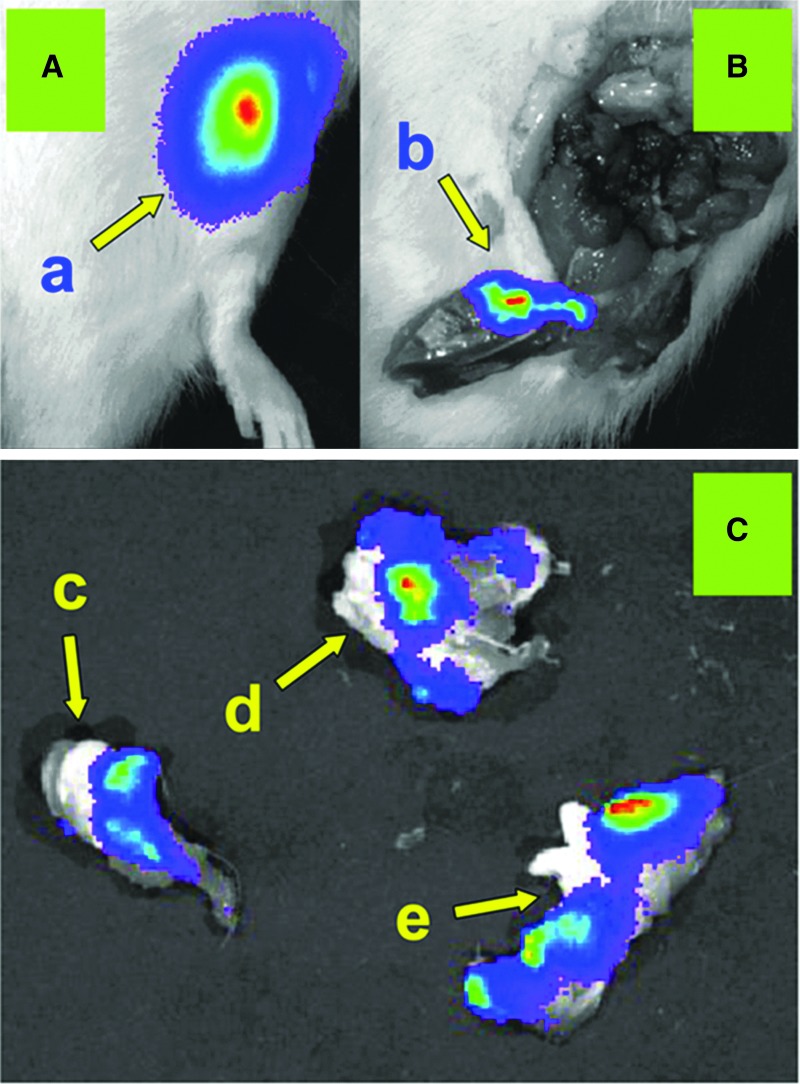 FIG. 5.