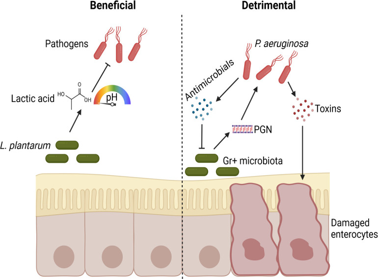 Illustration presents microbiota effects. Beneficial side depicts L. plantarum producing lactic acid lowering pH to inhibit pathogens. Detrimental side depicts P. aeruginosa releasing antimicrobials, toxins damaging enterocytes.