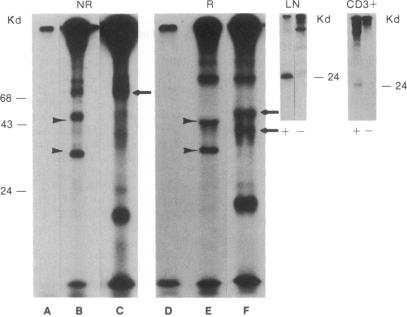 graphic file with name pnas00295-0330-a.jpg