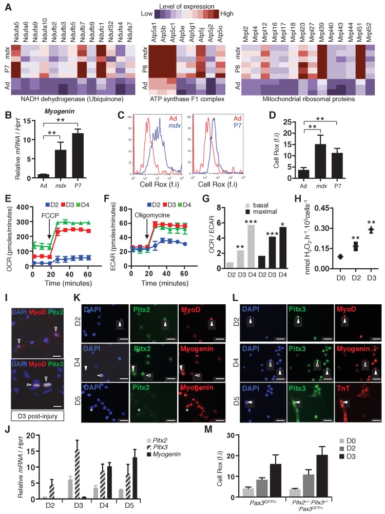 Figure 1—figure supplement 1.