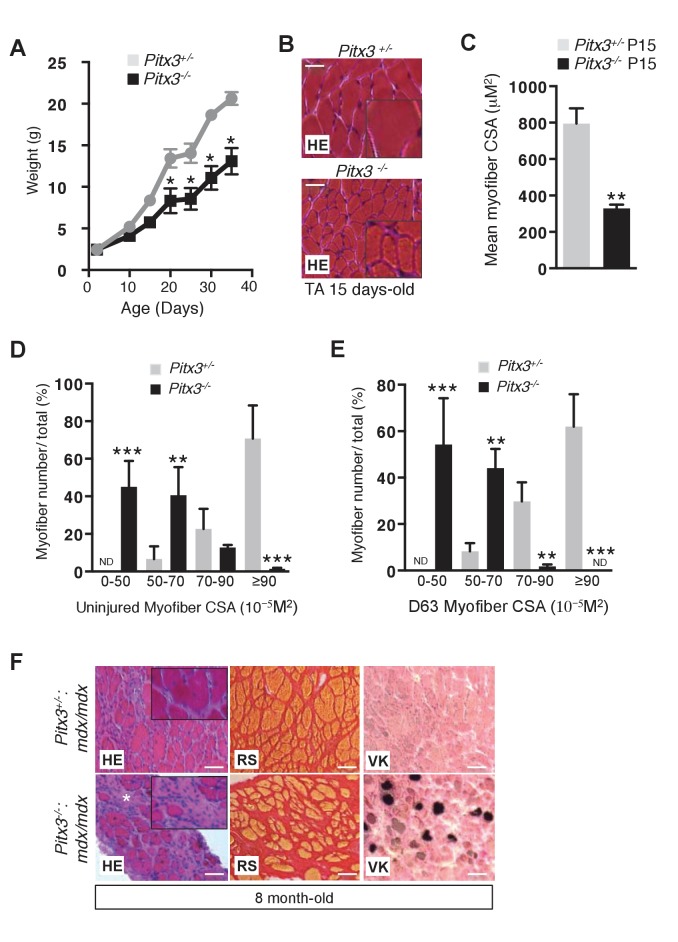 Figure 2—figure supplement 1.