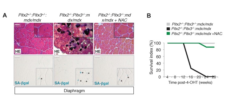 Figure 4—figure supplement 1.