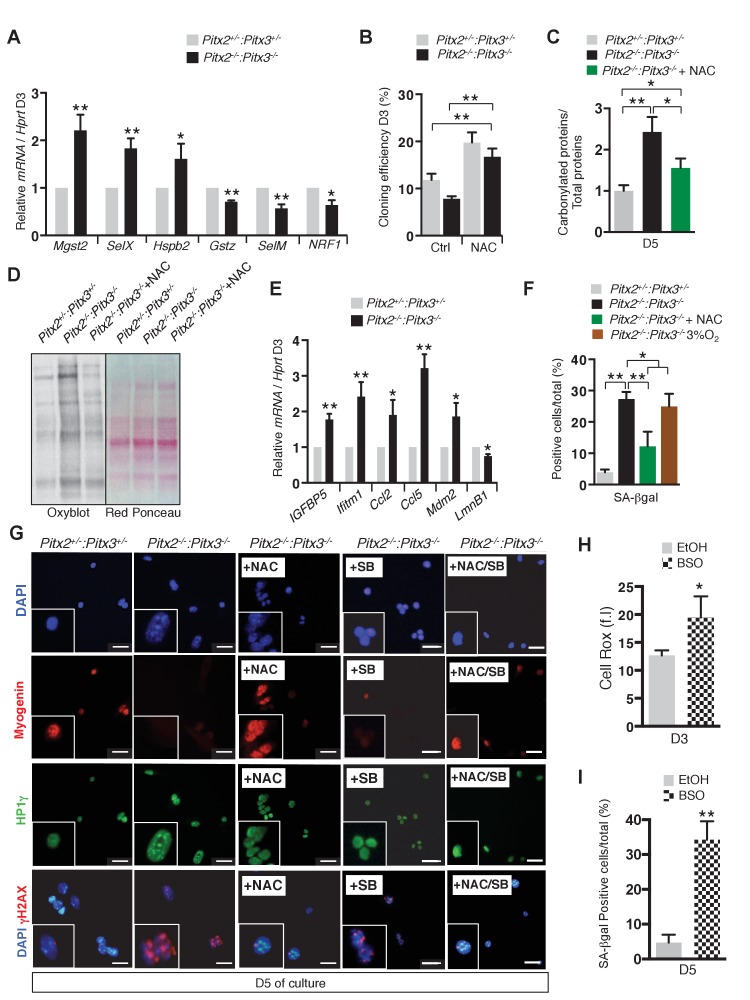 Figure 5—figure supplement 1.