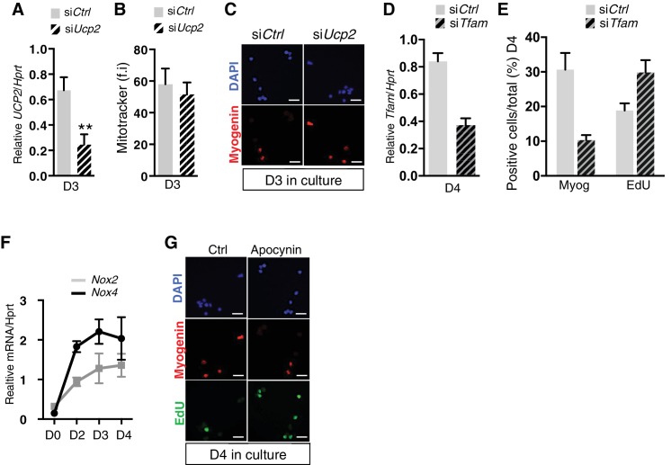 Figure 3—figure supplement 2.