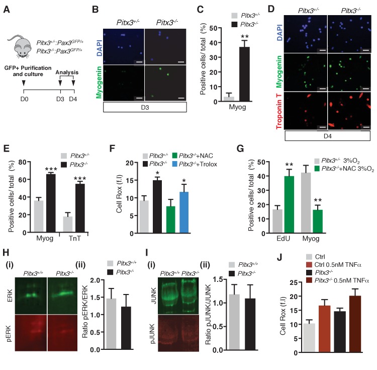 Figure 3—figure supplement 1.