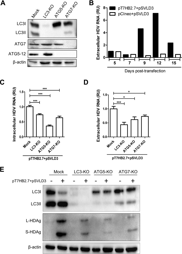 FIG 6