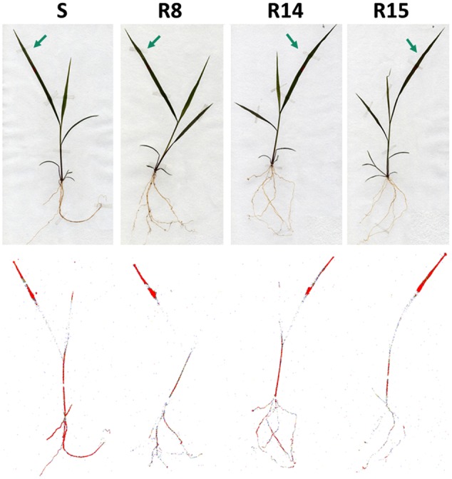 FIGURE 4