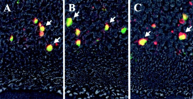 Figure 10.