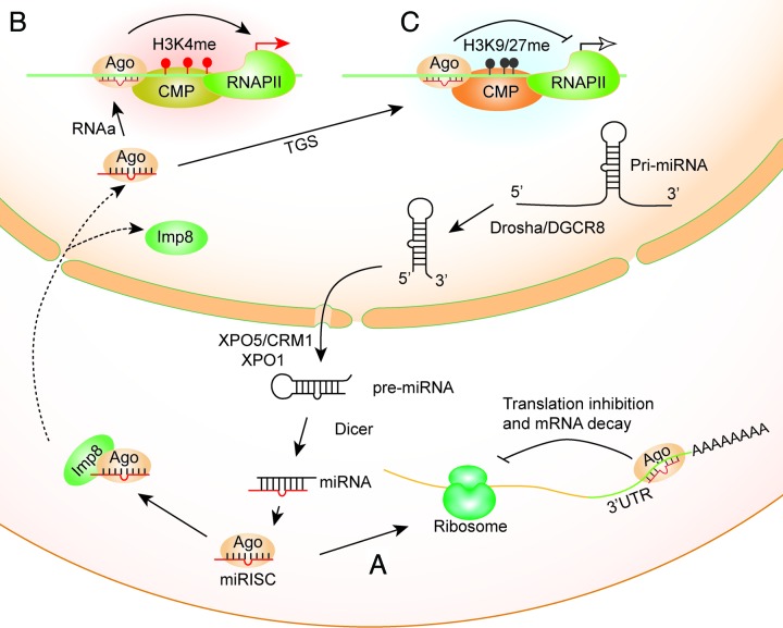 graphic file with name rna-9-269-g1.jpg