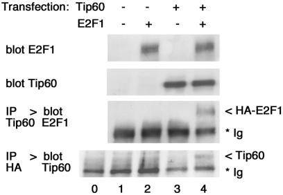 FIG. 9.