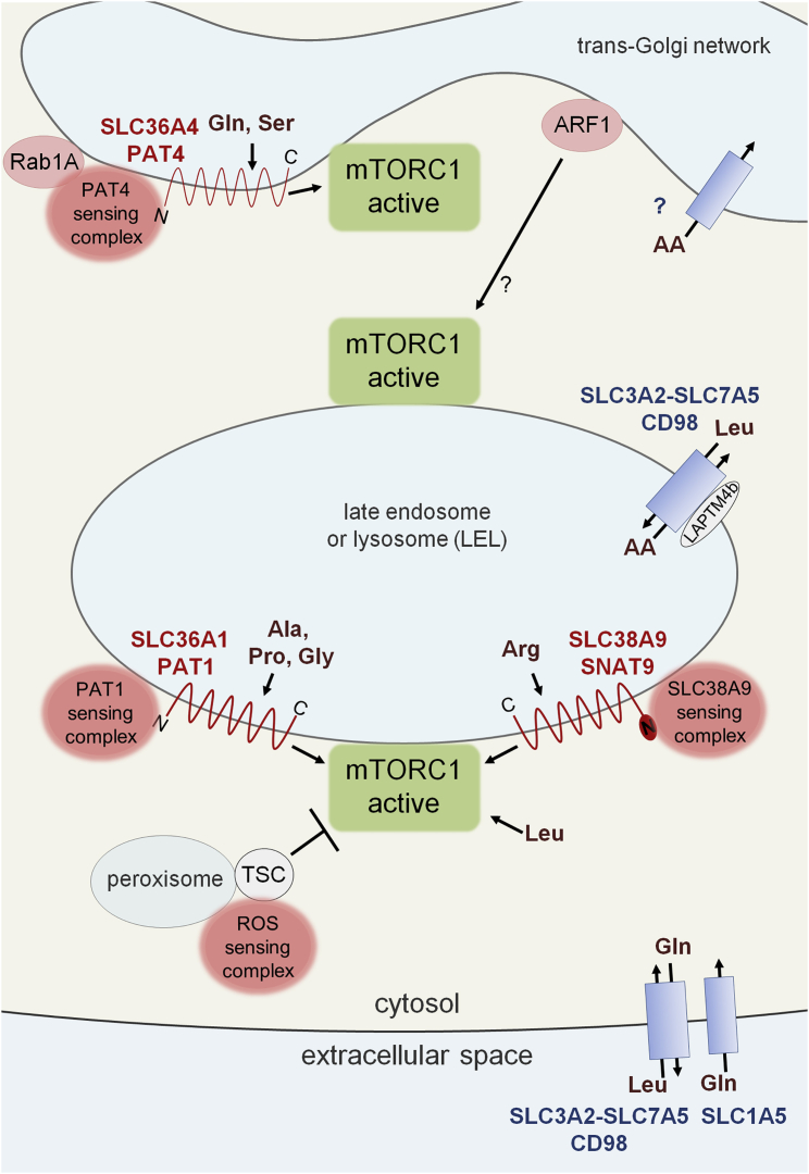 Figure 5