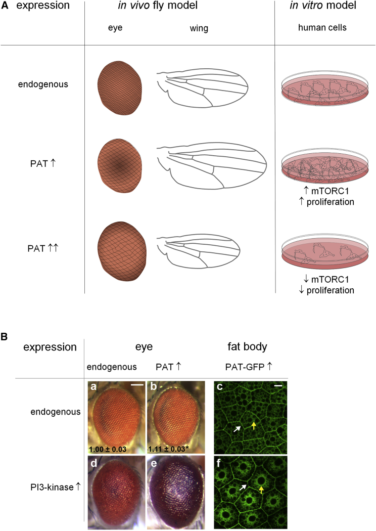 Figure 3