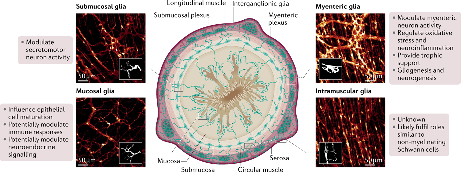 Fig. 1 |