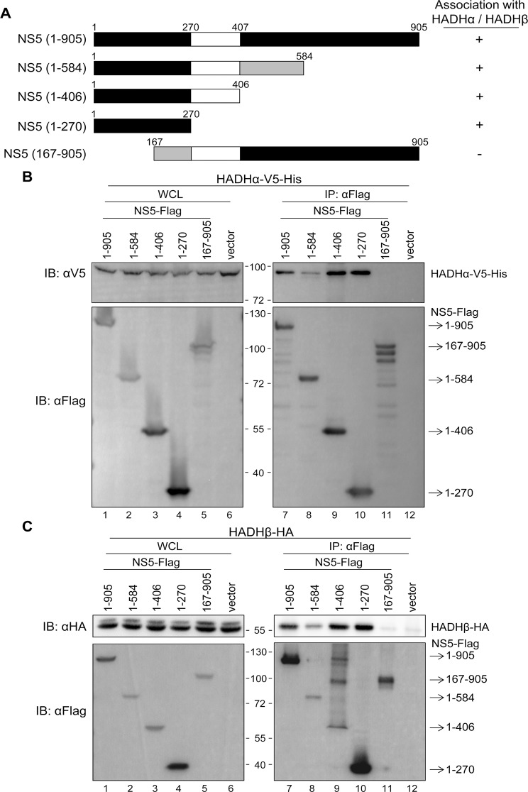 Fig 5