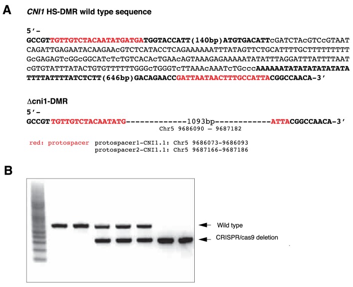 Figure 6—figure supplement 1.