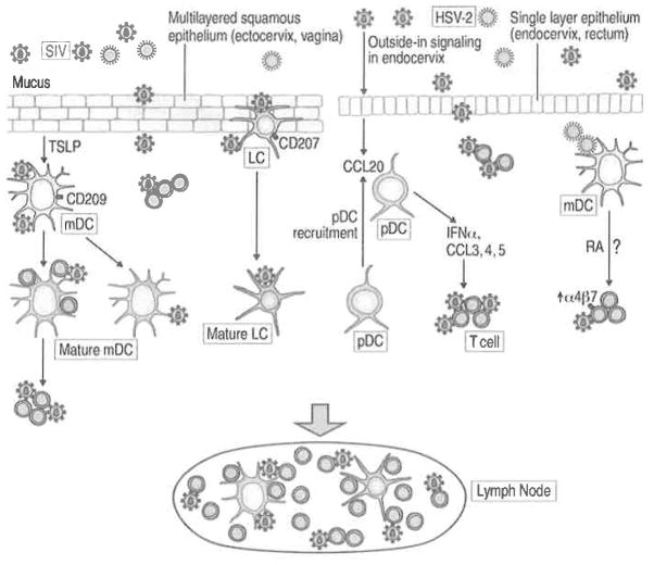 Fig. 6.2