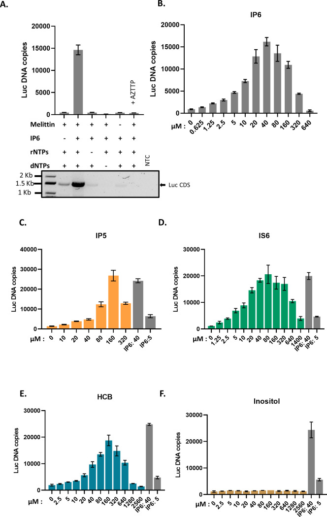 Six-panel graph shows Luc DNA copies under different treatments. Includes melittin and IP6 effects, varying IP6 concentrations, IP5 concentrations, IS6 concentrations, HCB concentrations, and inositol concentrations. Error bars represent variability.