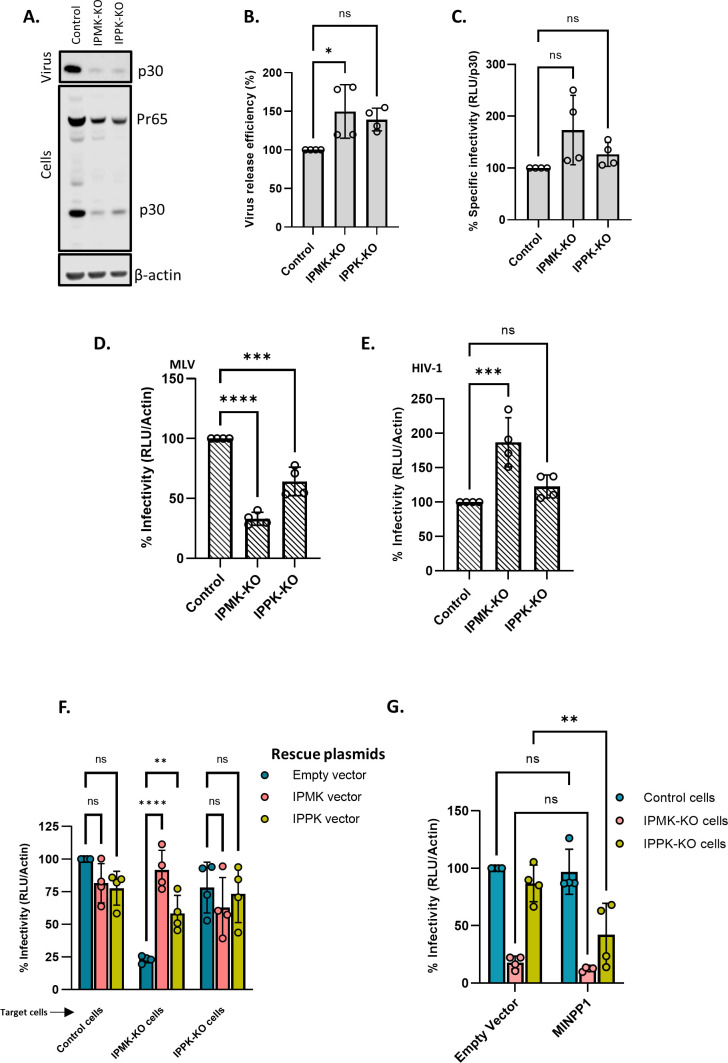 Seven figures plot viral protein expression, release efficiency, and infectivity. Includes Western blot of p30 and Pr65 in control, IPMK-KO, and IPPK-KO cells. Bar graphs show virus release efficiency, specific infectivity, and MLV/HIV-1 infectivity.