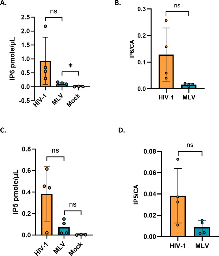 Four-panel graph compares IP6 and IP5 levels in HIV-1, MLV, and mock samples, including IP6 levels, IP6/CA ratio, IP5 levels, and IP5/CA ratio. Error bars indicate variability. Statistical significance is marked as ns or an asterisk.