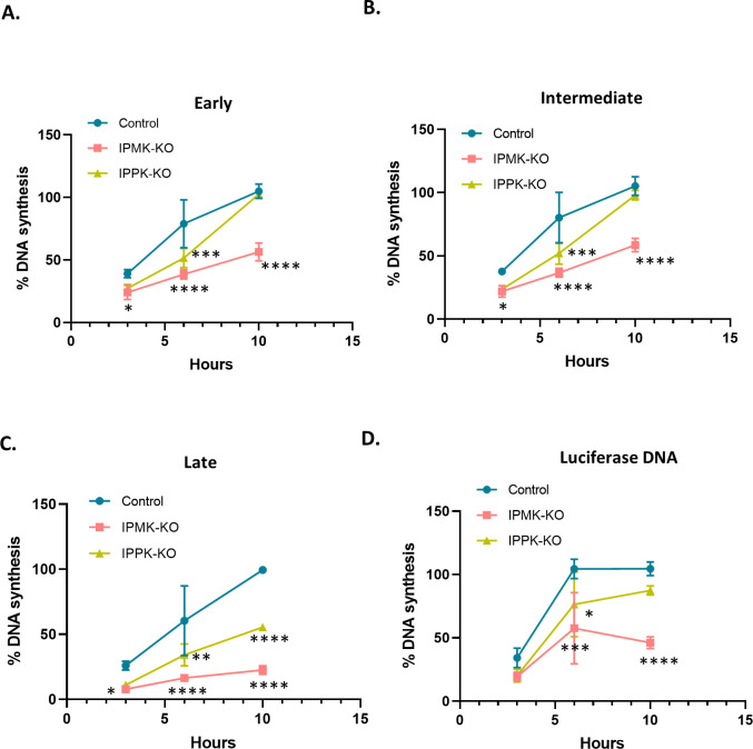 Four graphs show DNA synthesis over time in control, IPMK-KO, and IPPK-KO cells. Error bars represent variability. Statistical significance is indicated by asterisks.