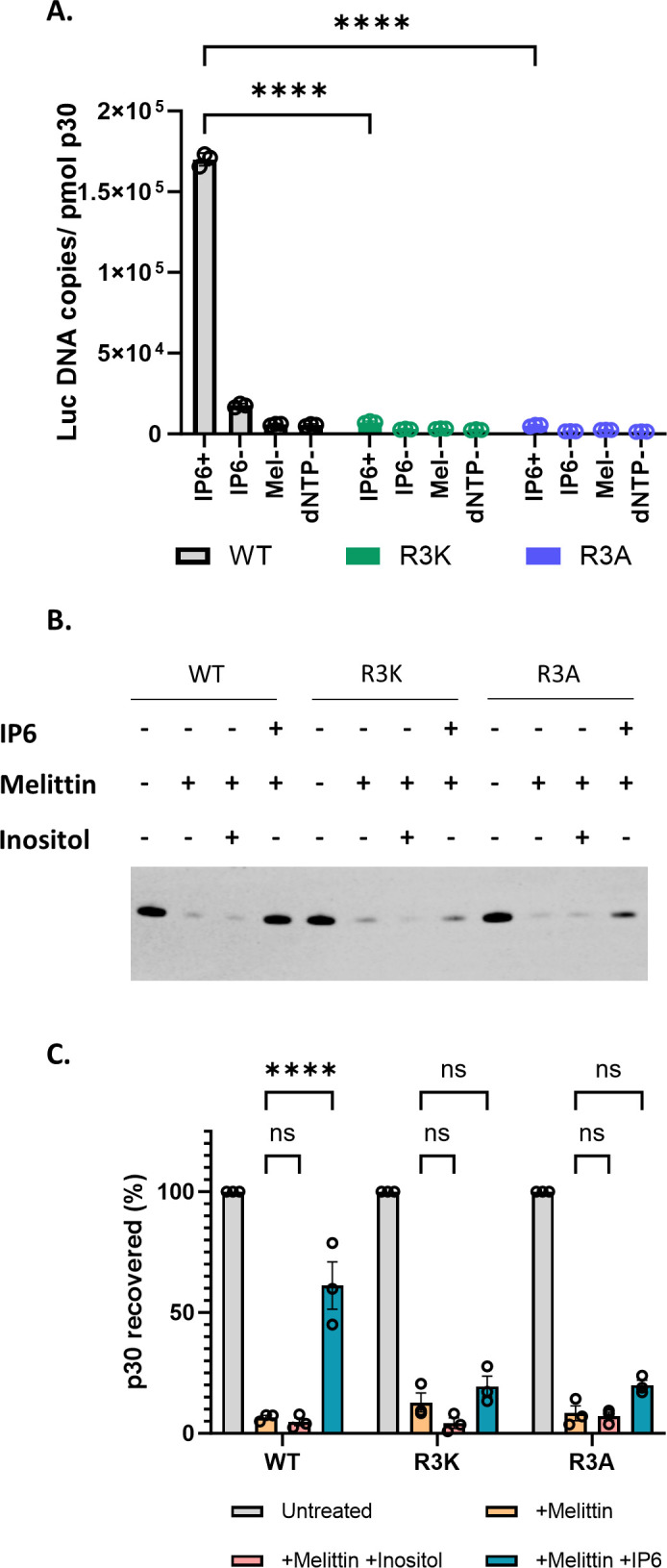 Three-panel figure analyzes Luc DNA copies and p30 recovery in WT, R3K, and R3A mutants. Bar graphs show Luc DNA copies and p30 recovery under treatments with statistical significance, and Western blot shows p30 levels under different conditions.