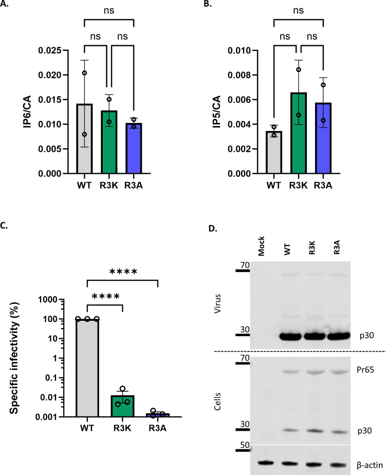 Four-panel figure analyzes IP6 and IP5 levels and infectivity in WT, R3K, and R3A mutants, showing the IP6/CA ratio, IP5/CA ratio, and specific infectivity with statistical significance. The Western blot shows p30 and Pr65 levels in virus and cells.