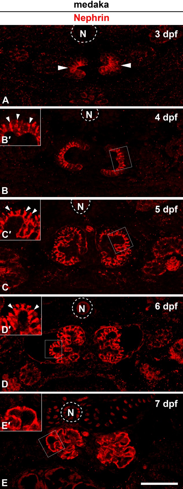 Figure 6.