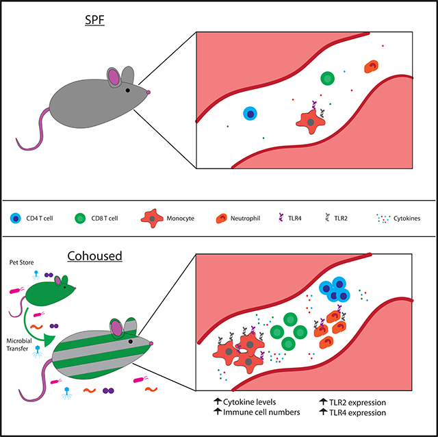 graphic file with name nihms-1537427-f0001.jpg