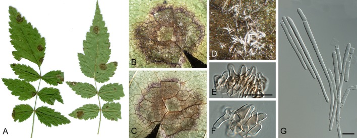 Fig. 14.