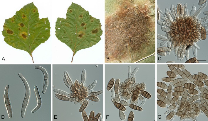 Fig. 53.