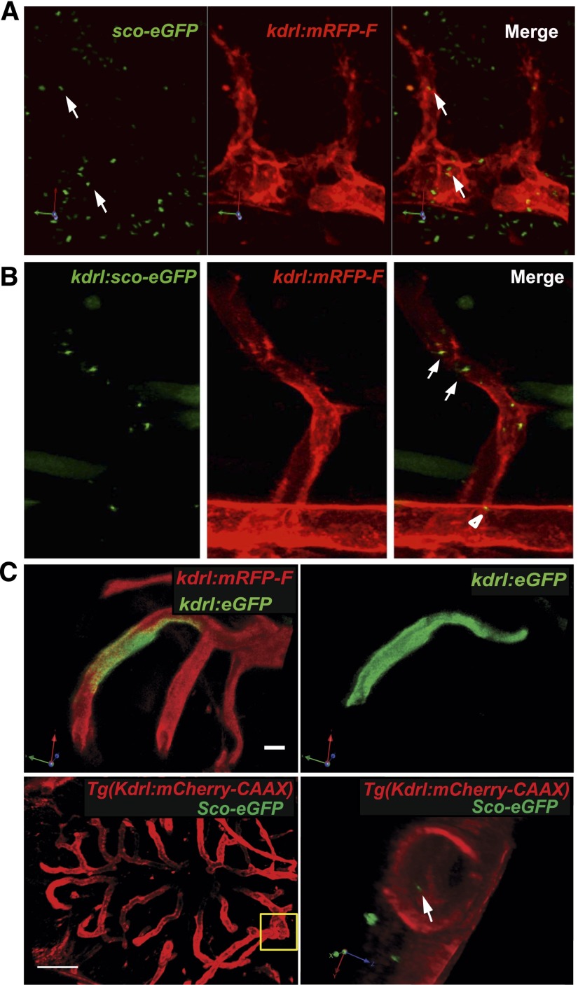 Figure 3.