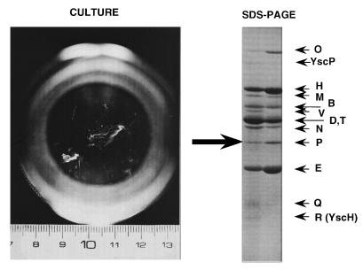 FIG. 6