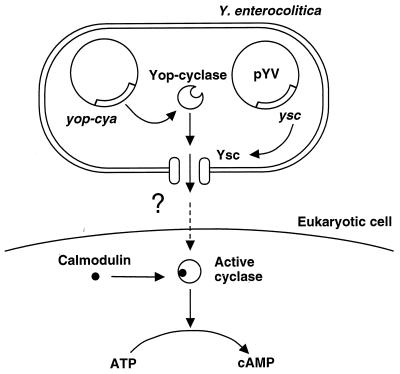 FIG. 1