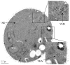 FIG. 11.