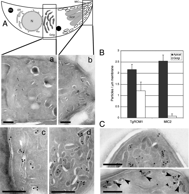 FIG. 2.