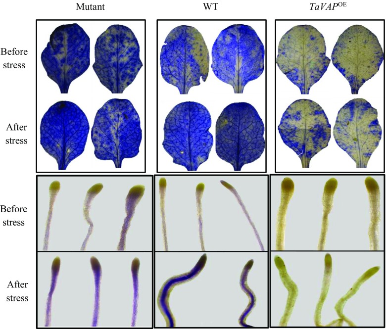 Fig. 10