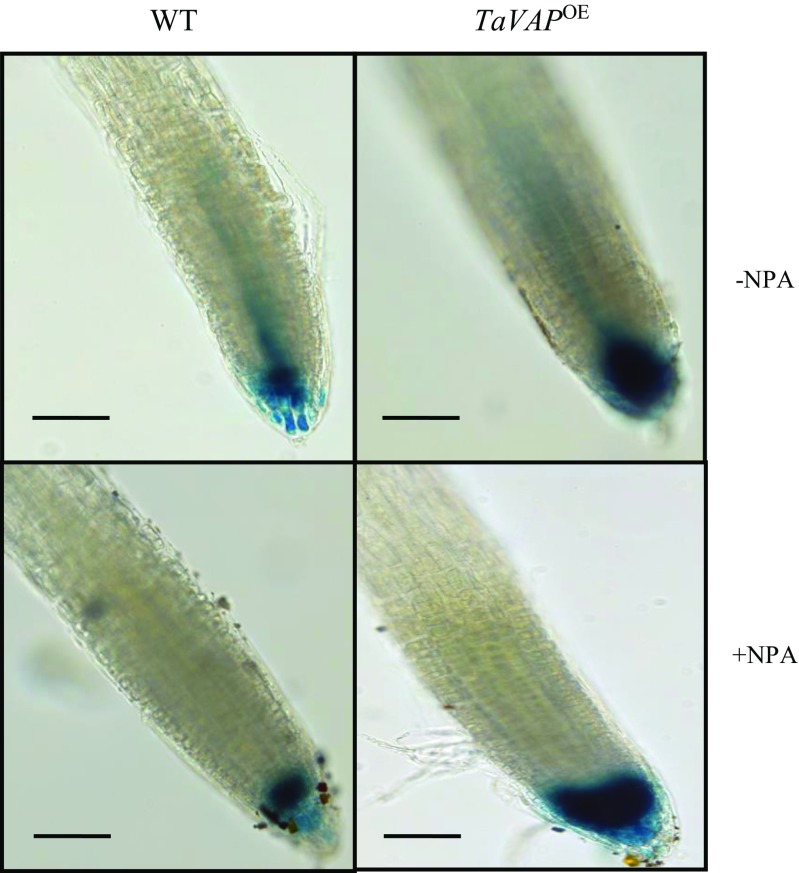 Fig. 13