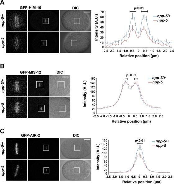 FIGURE 5: