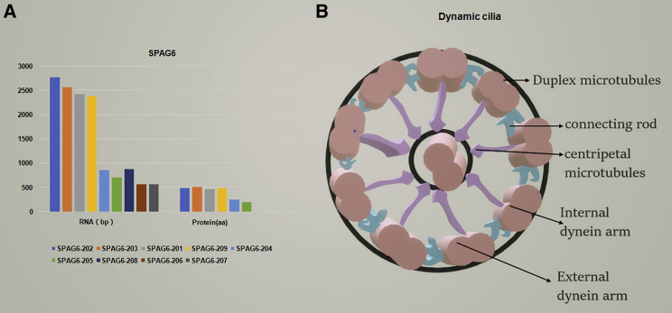 Figure 1