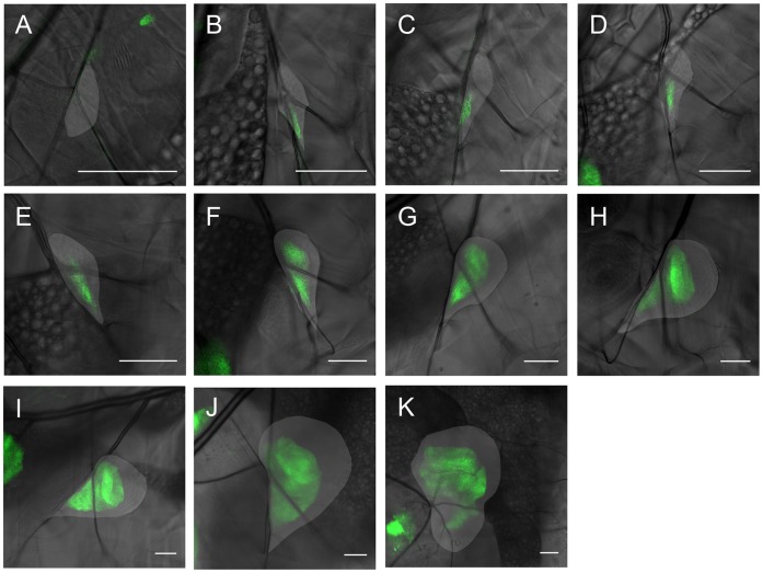 Figure 6