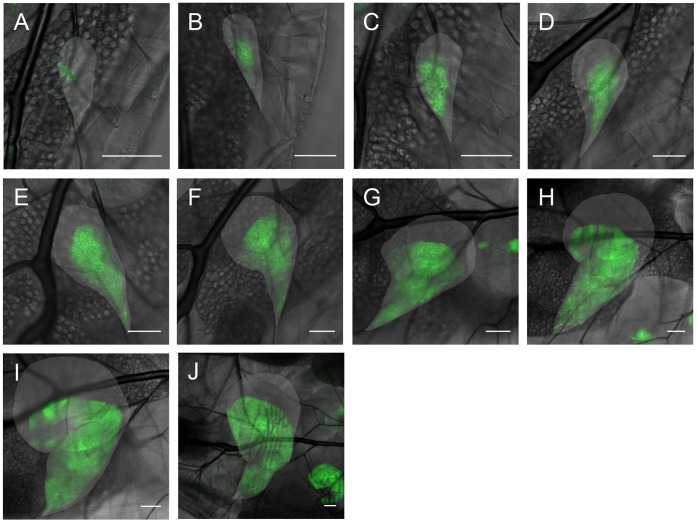 Figure 7