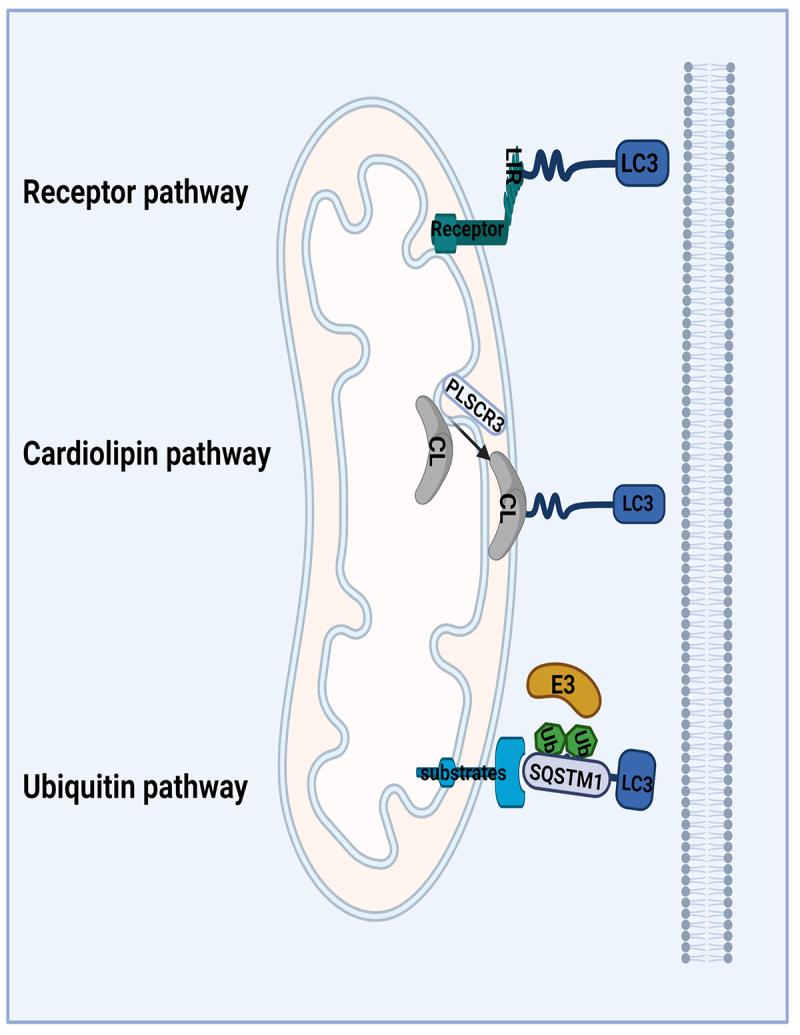 Figure 3.