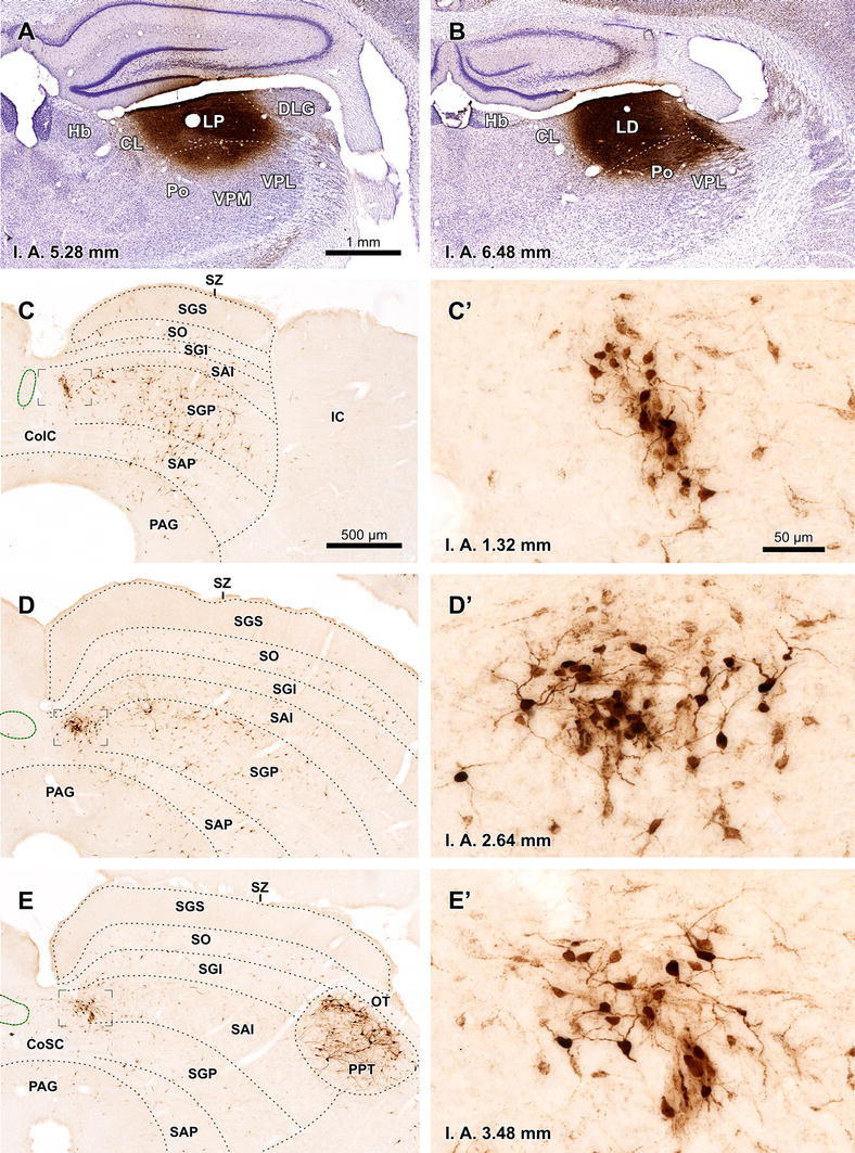 Fig. 9