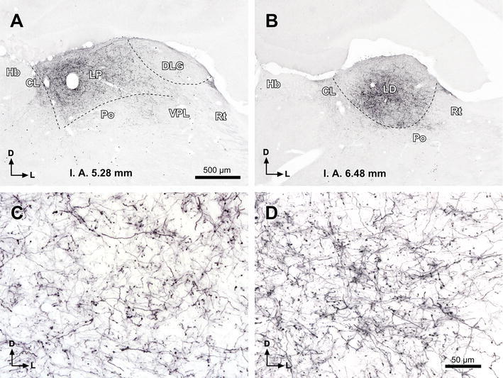 Fig. 8