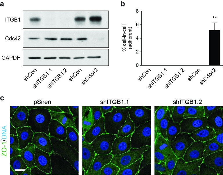 Figure 5—figure supplement 1.